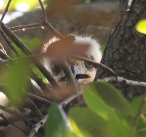 Peeper